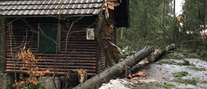 Baum über Rechbergstrasse