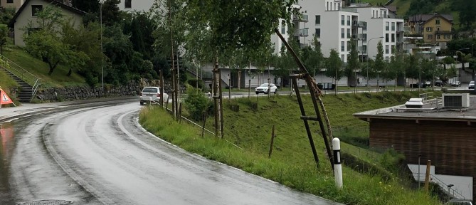 Baum auf Strasse