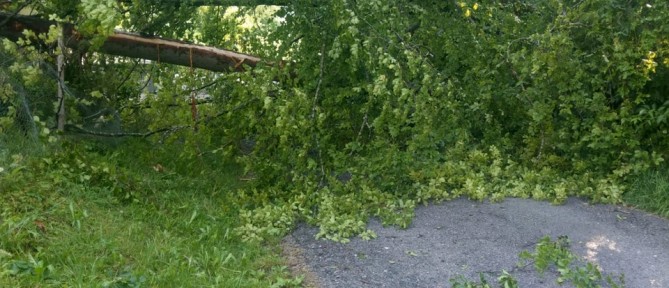 Bäume auf Strasse, Schmidhusen