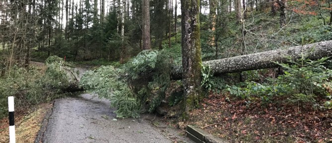 Baum liegt auf Strasse