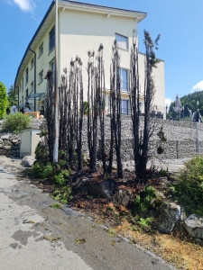 Hecke 04